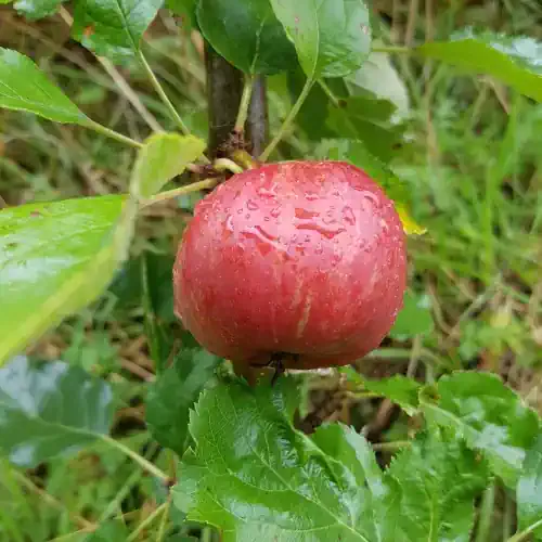 King of the Pippins